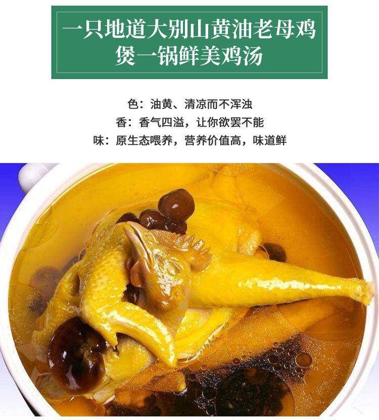 【我店优选-季惊】大别山散养黄油老母鸡 年货必备 2只装（共4斤左右）