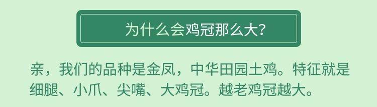 【我店优选-季惊】大别山散养黄油老母鸡 年货必备 2只装（共4斤左右）