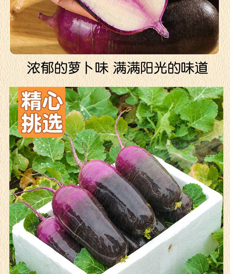 【年货节】兴一 山东现拔紫萝卜冰糖心冰淇淋萝卜 5斤
