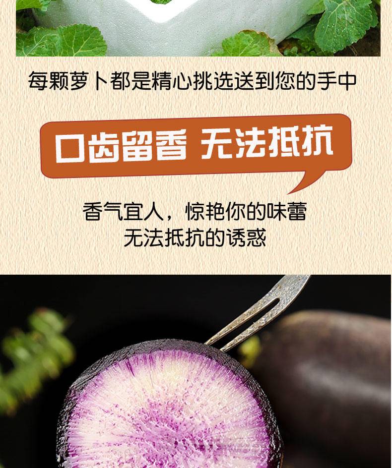 【年货节】兴一 山东现拔紫萝卜冰糖心冰淇淋萝卜 5斤