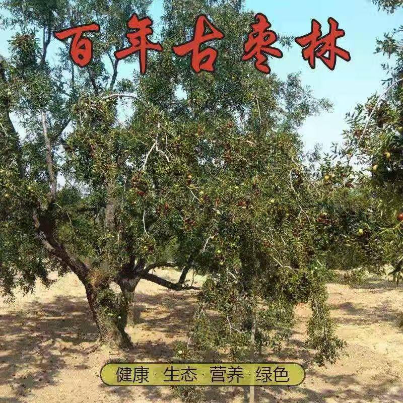 御用灵宝后地大枣