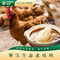 攀宝生态老母鸡