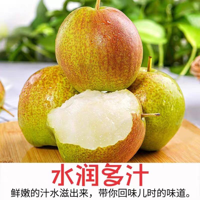 山西隰县玉露香梨中果4.5斤9颗