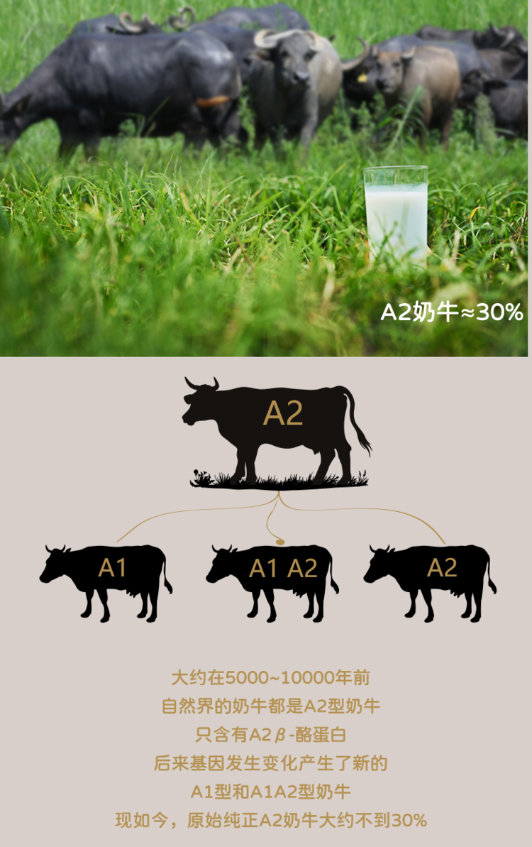 七醉·爱泡澡的水牛a2-β酪蛋白4.0水牛纯牛奶迷你9盒装（每箱125ml*9盒）