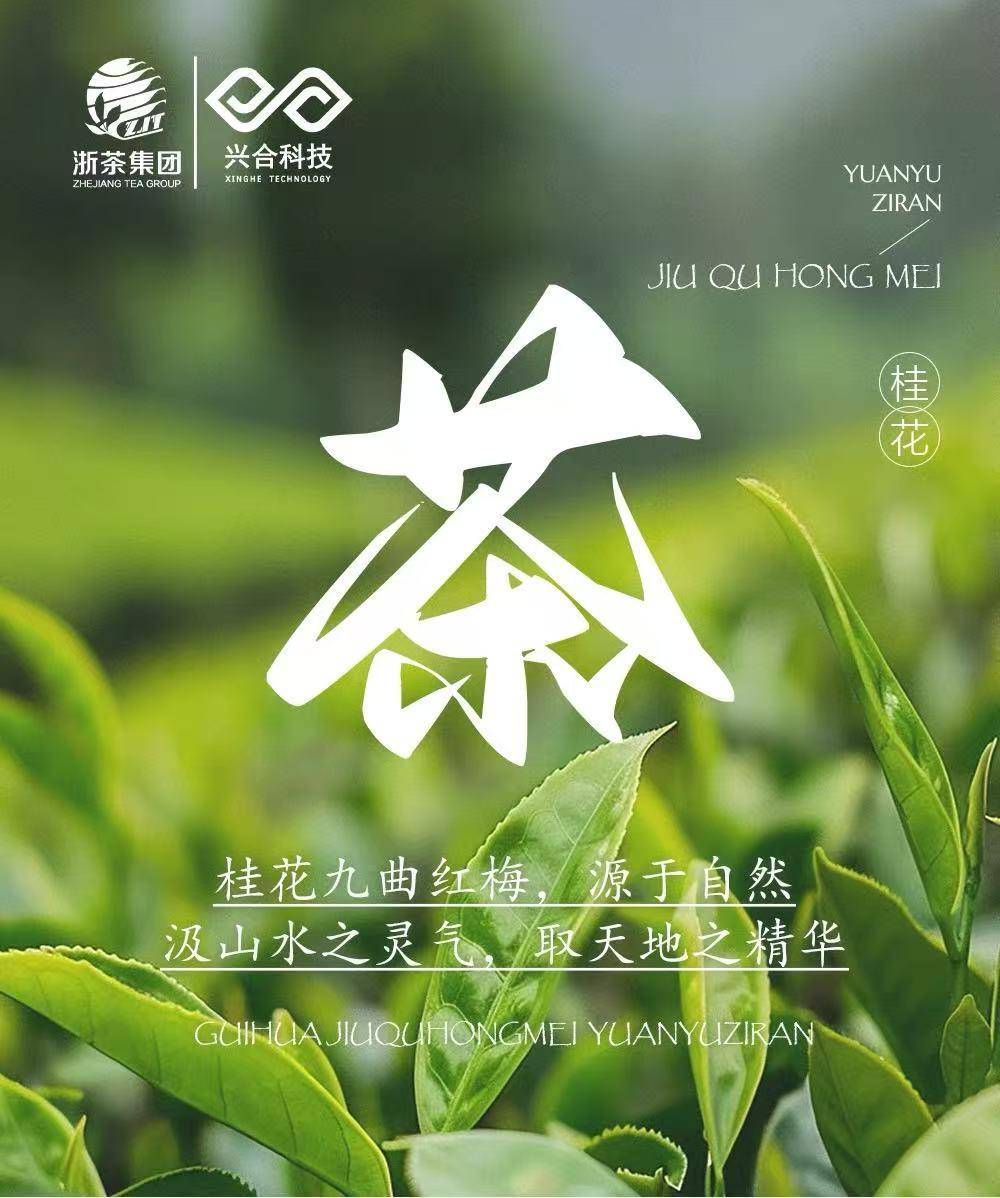浙茶集团兴合悦 桂花九曲红梅50g*1罐