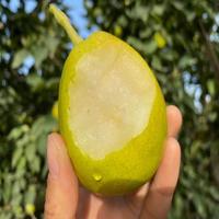 【不上架】大疆有礼库尔勒香梨特级混装120g-150g （5斤）