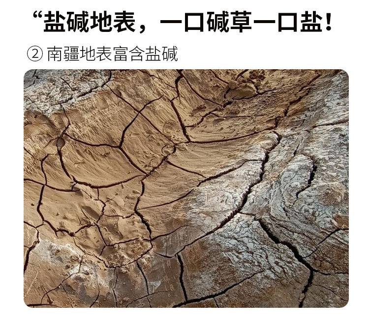 大疆有礼 南疆刀郎羊-羊寸排 1KG