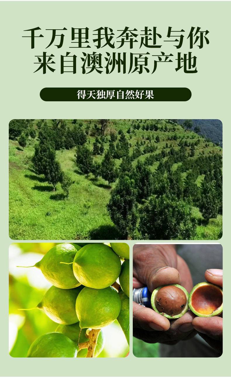 坚果好货 散装干果 夏威夷果（大颗粒）50g 100g 250g 500g