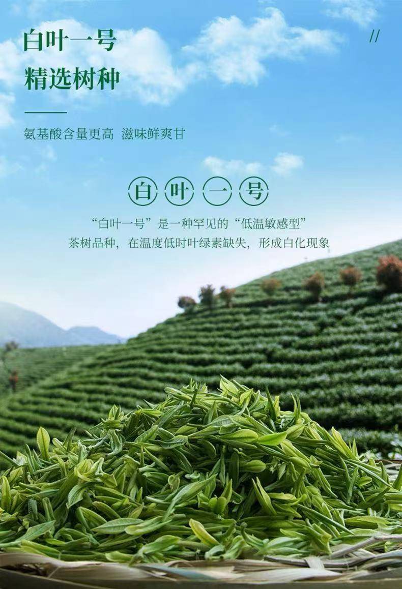 浙茶集团兴合悦2025新茶兴合悦明前安吉白茶叶绿茶50g*1罐